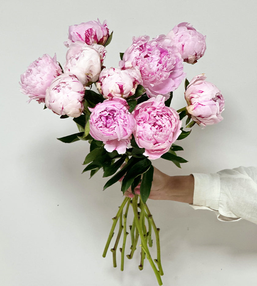 Sara Bernard Peonies