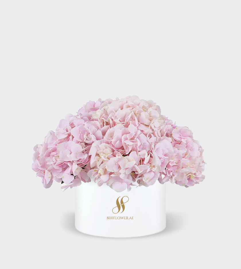 Pink Hydrangea Small Round Box with 5-6 stunning pink hydrangeas, arranged to express love, romance, and joyful elegance.