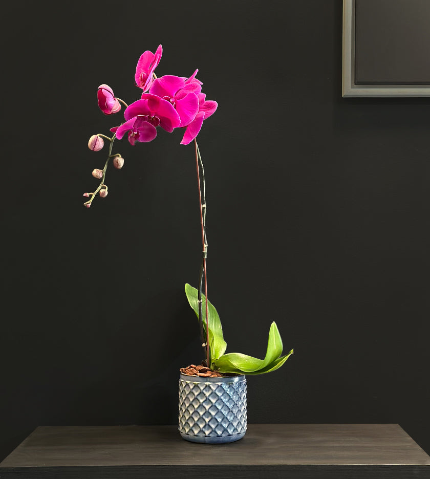 Purple Orchid Plant in Dotted Vase Pot