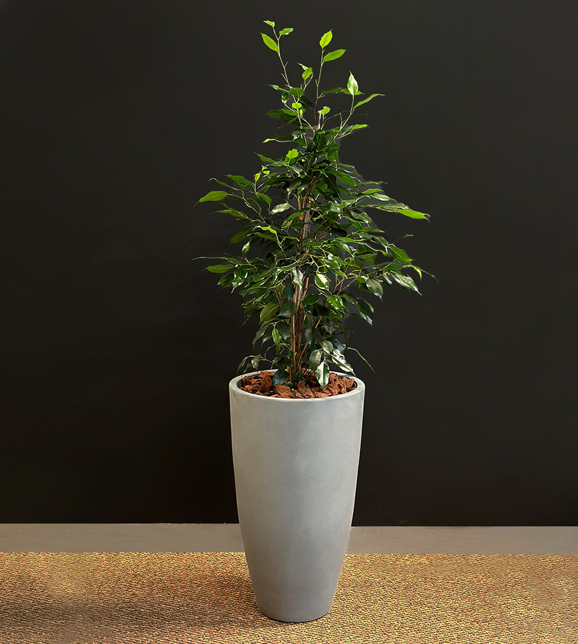 Ficus in Tall Grey Pot
