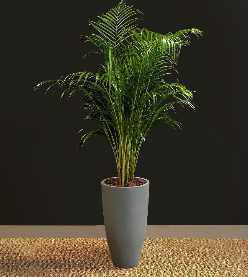 Areca Palm in Tall Grey Pot
