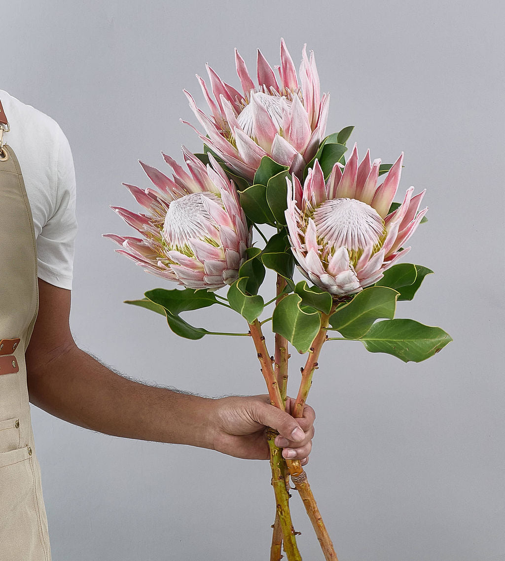 3 Stem Protea Clare