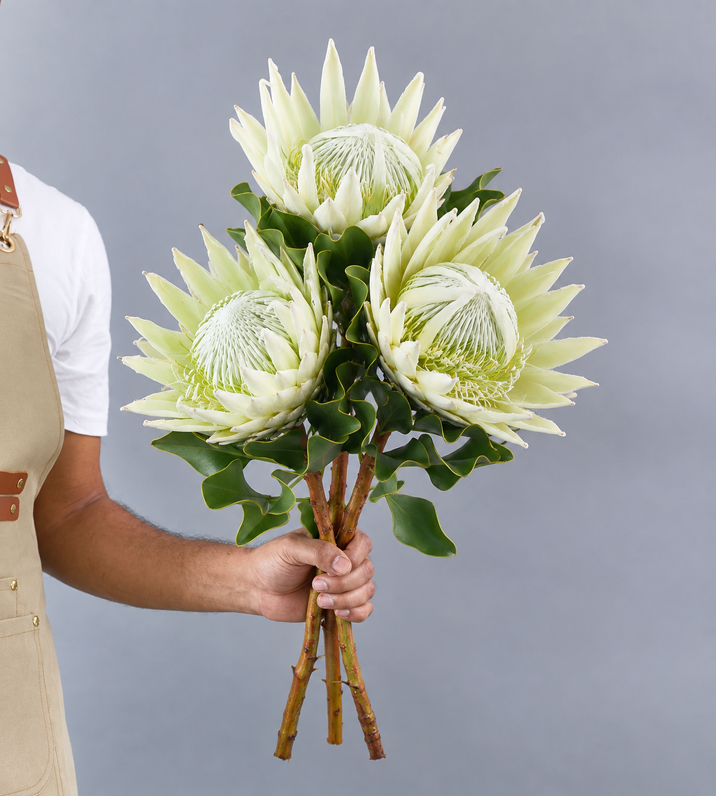 3 Stem Protea King