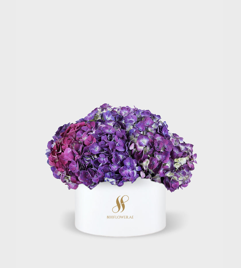 Purple Hydrangea Small Round Box with 5-6 lush purple hydrangeas, exuding charm, sophistication, and captivating beauty.