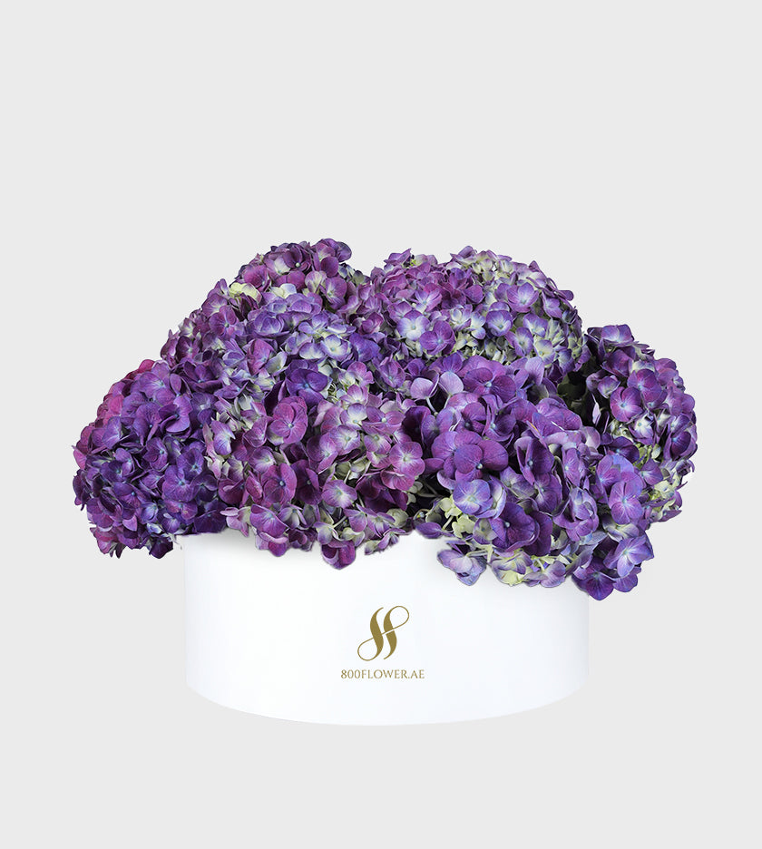 Purple Hydrangea Medium Round Box with 10-11 majestic purple hydrangeas, showcasing sophistication, elegance, and enchanting charm.