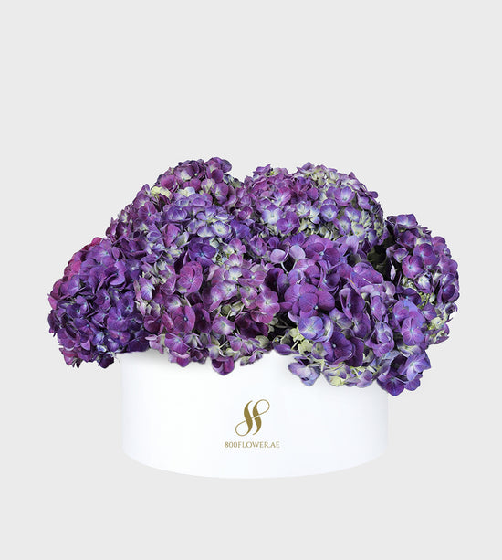 Purple Hydrangea Medium Round Box with 10-11 majestic purple hydrangeas, showcasing sophistication, elegance, and enchanting charm.