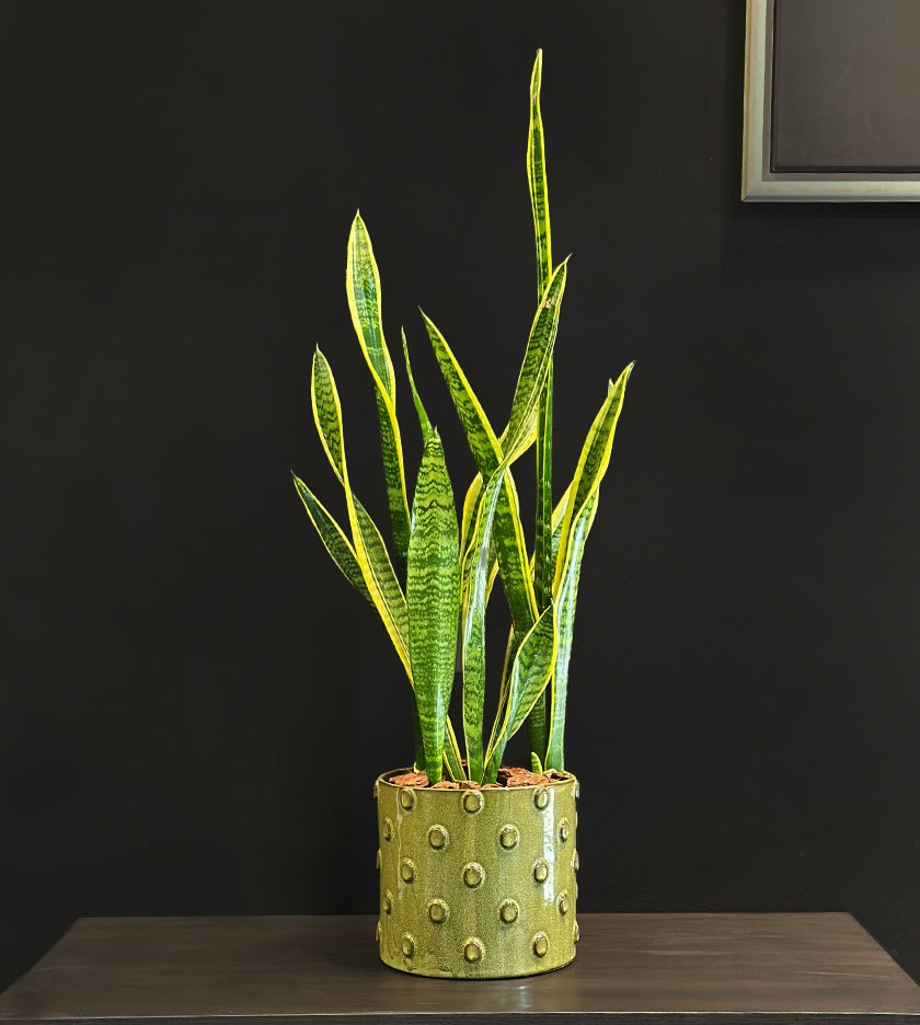 Snake Plant in Green Dotted Pot