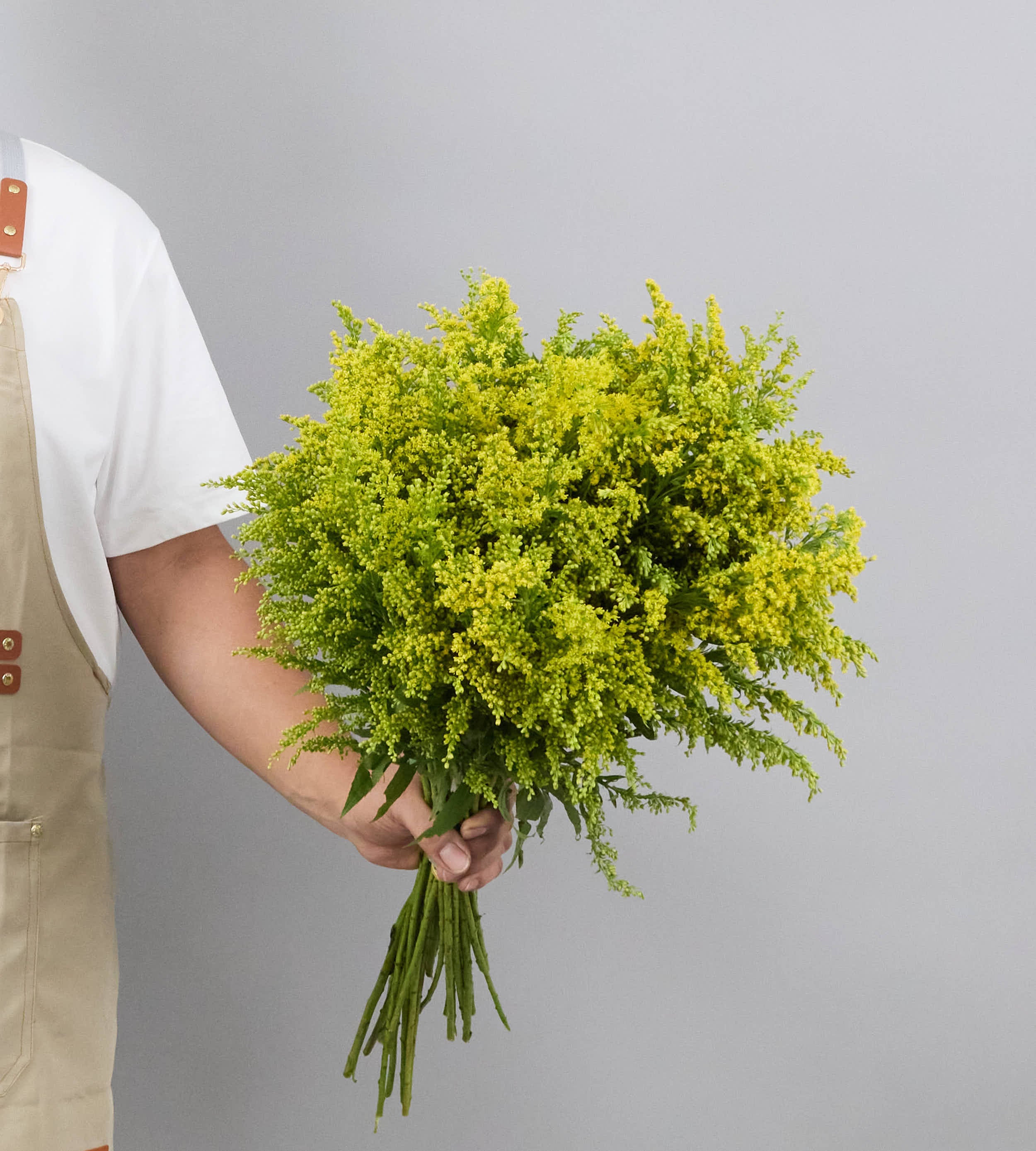 30 Stem Solidago Golden Glory