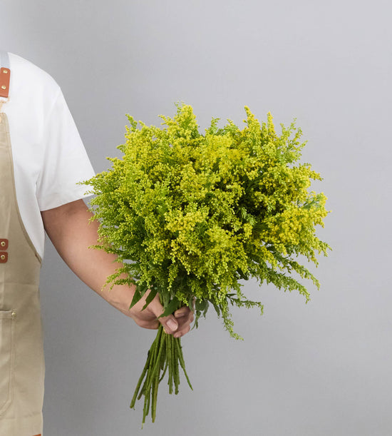 30 Stem Solidago Golden Glory