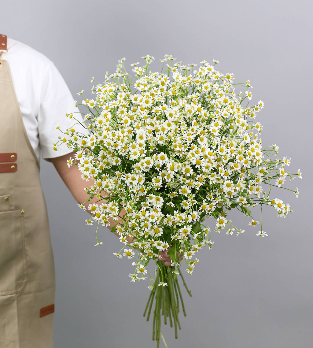 25 Stem Tanacetum (Matrcaria) Single Vegmo