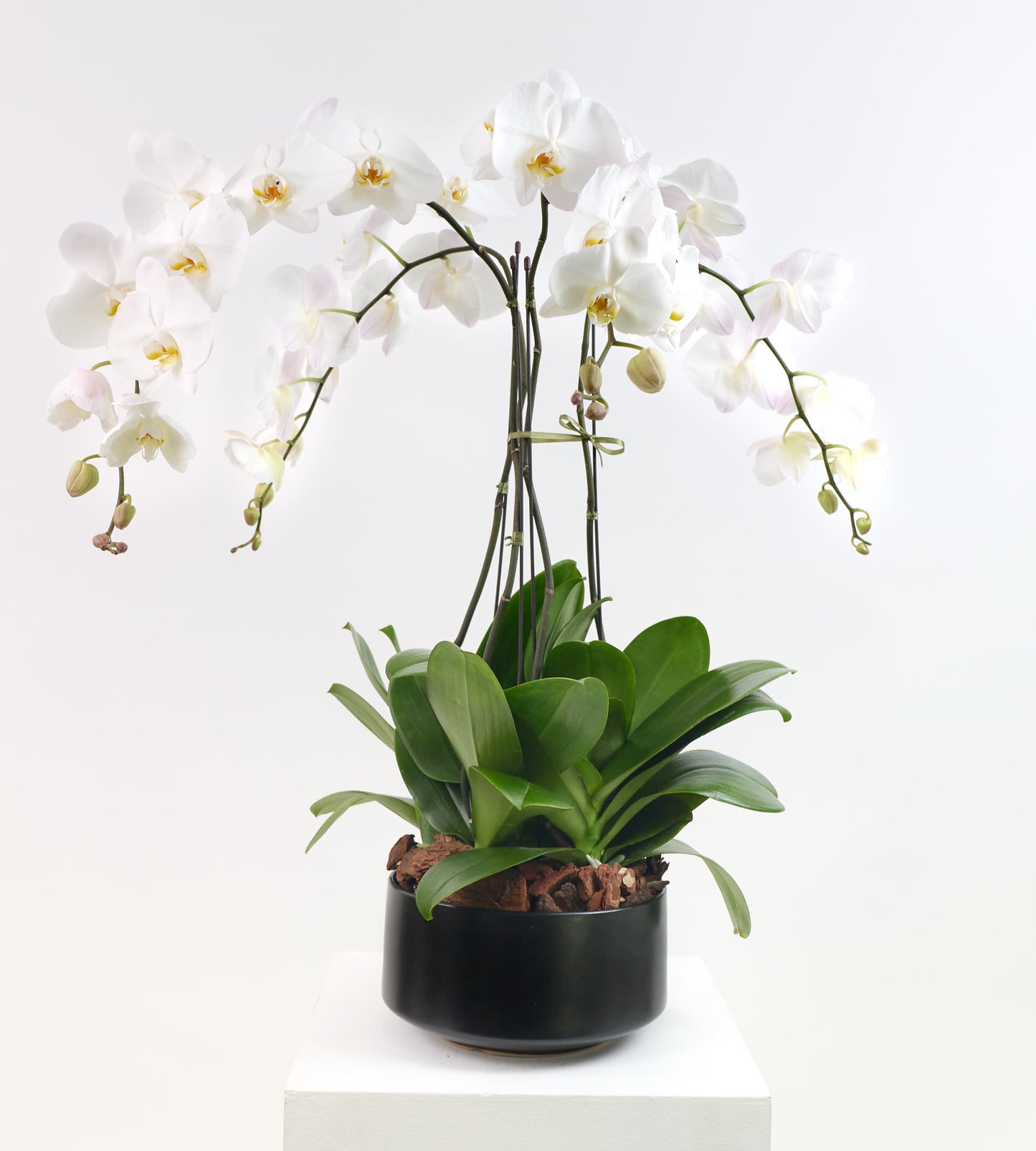 Великолепие орхидеи