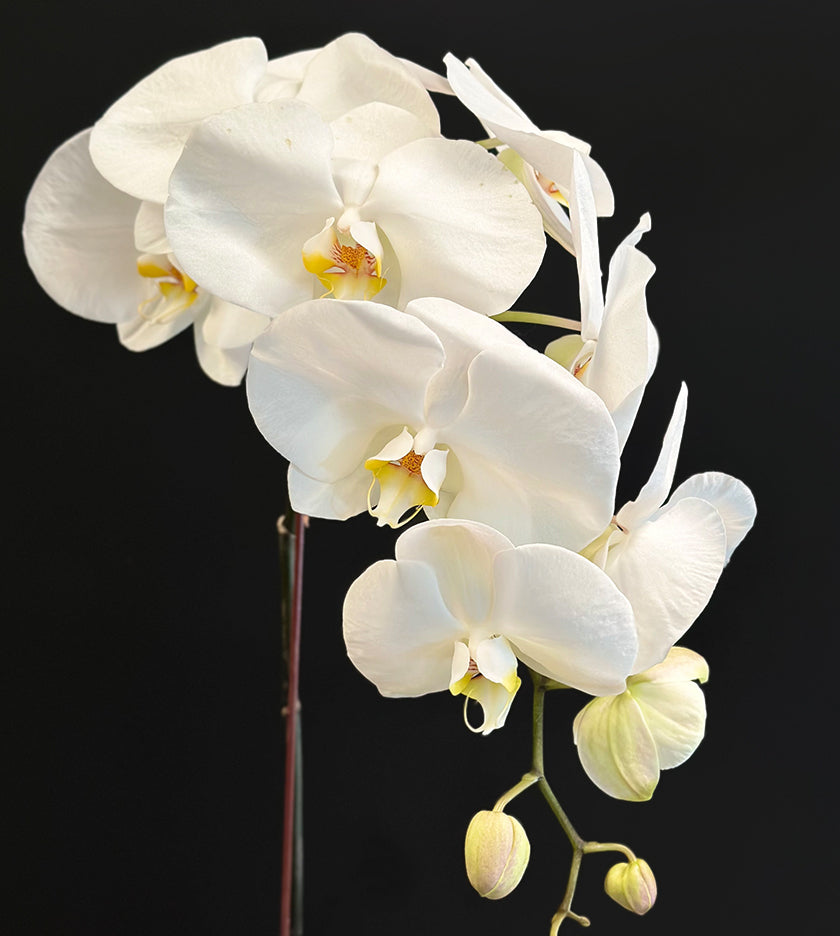 White Orchid in Glass Vase