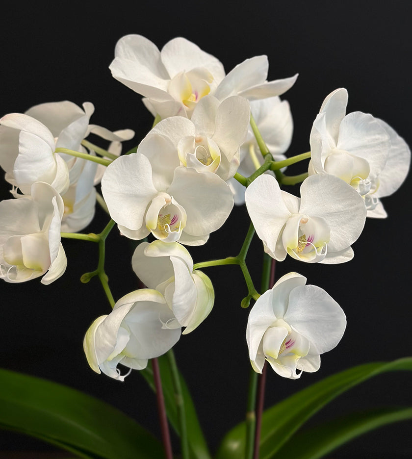 Mini Orchid Plant in White Pot