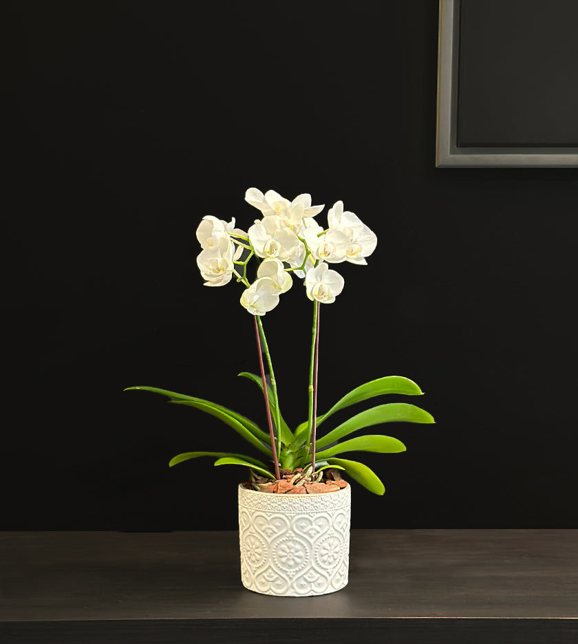 Mini Orchid Plant in White Pot