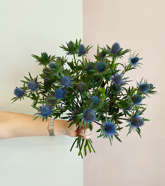 10 Blue Eryngium