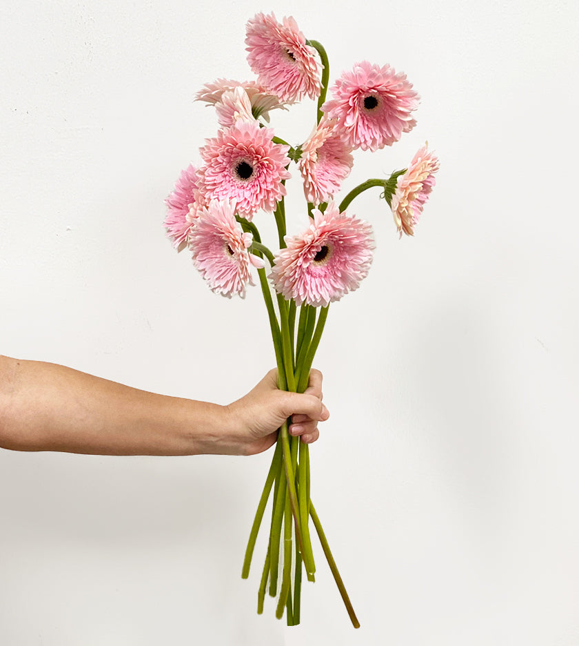 10 Gerbera Graceland Stems