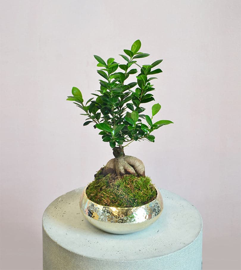 Gold Bonsai