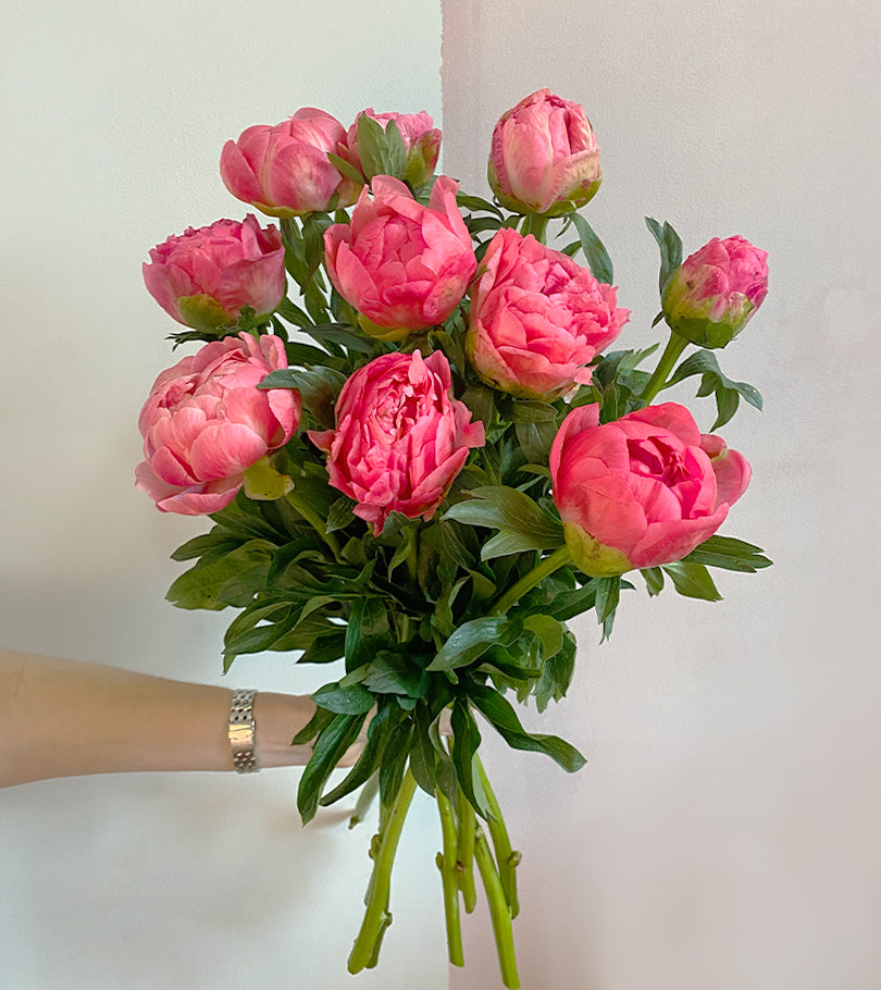 10 Coral Charm Peonies
