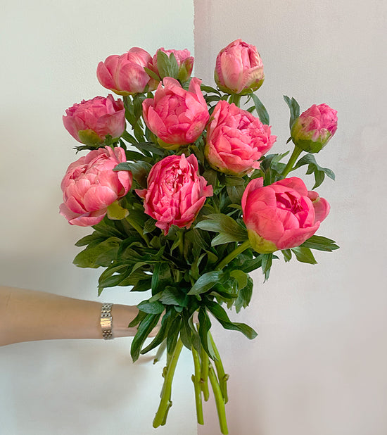 10 Coral Charm Peonies