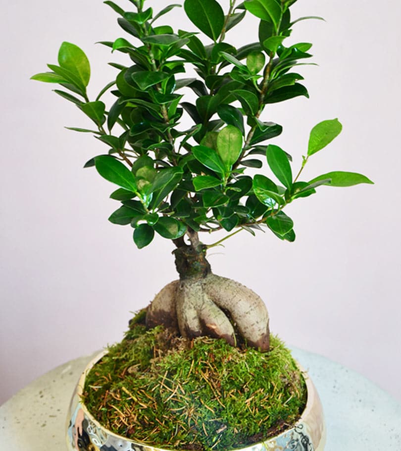 Gold Bonsai