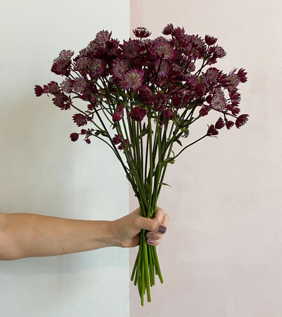 Astrantia Star of Love