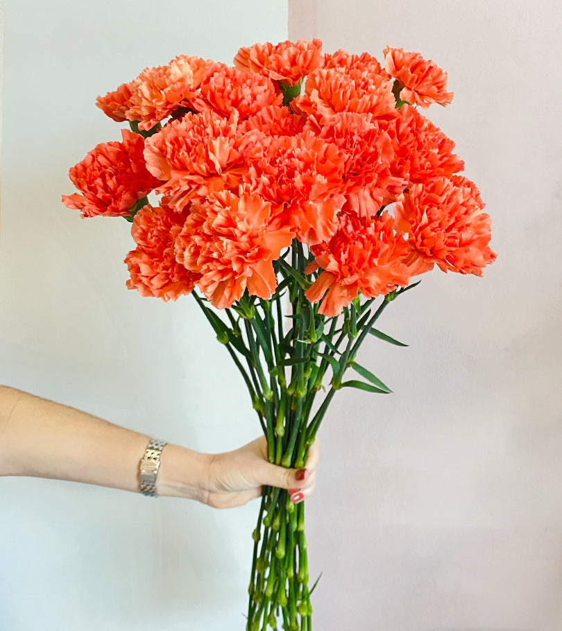 20 Orange Carnations