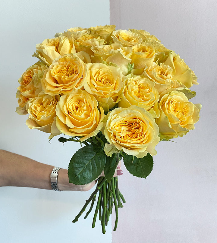 16 Turtle Premium Roses