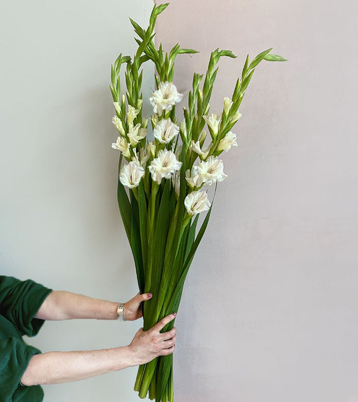 10 White Gladiolus