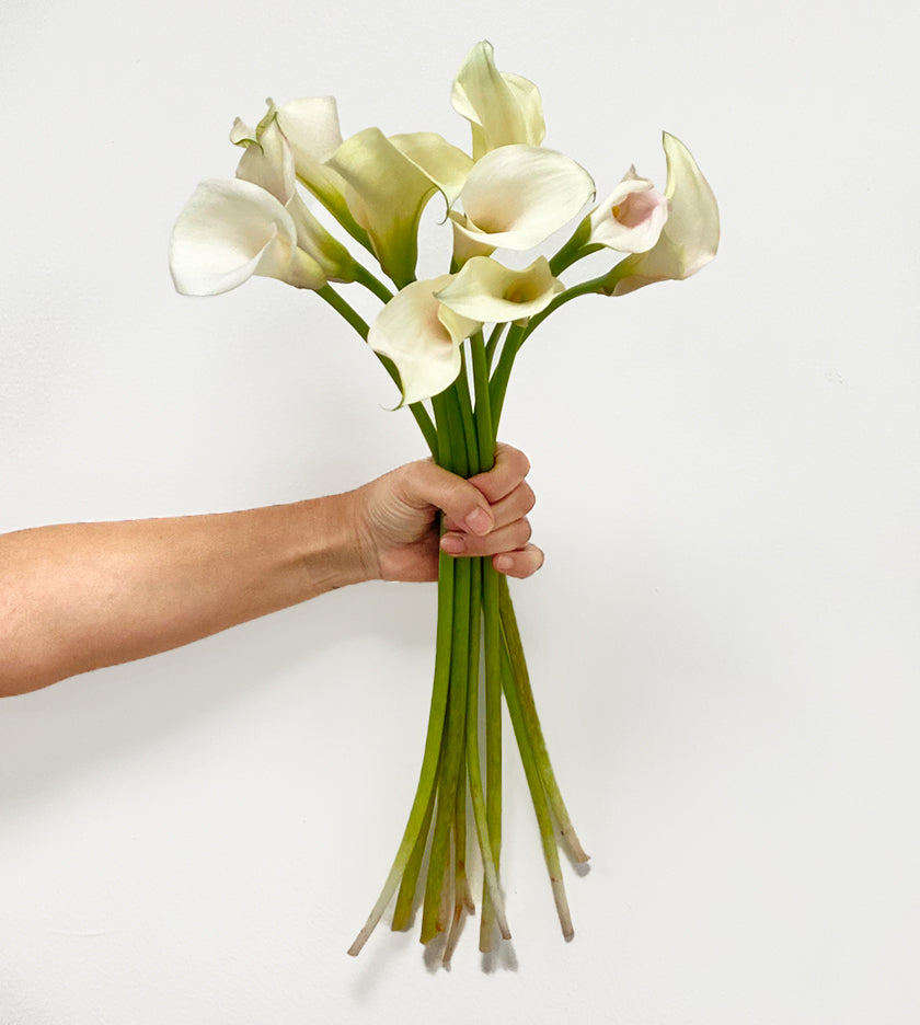 10 Cala Lily White Stems