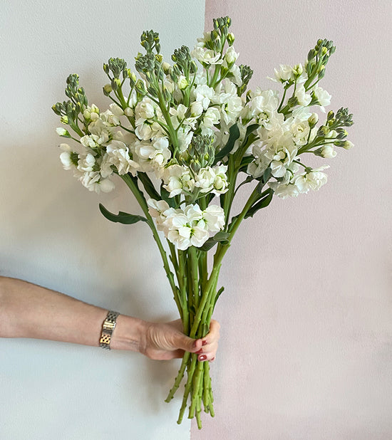 10 White Matthiola