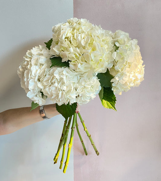6 White Hydrangeas