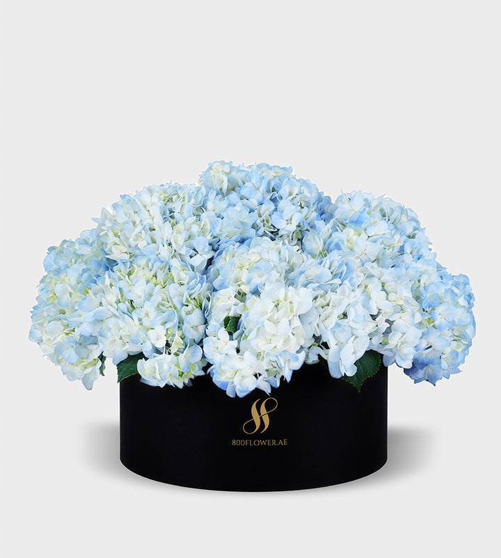 Blue Hydrangea Medium Round Box with 10-11 vibrant blue hydrangeas, arranged to evoke calm, tranquility, and soothing elegance.