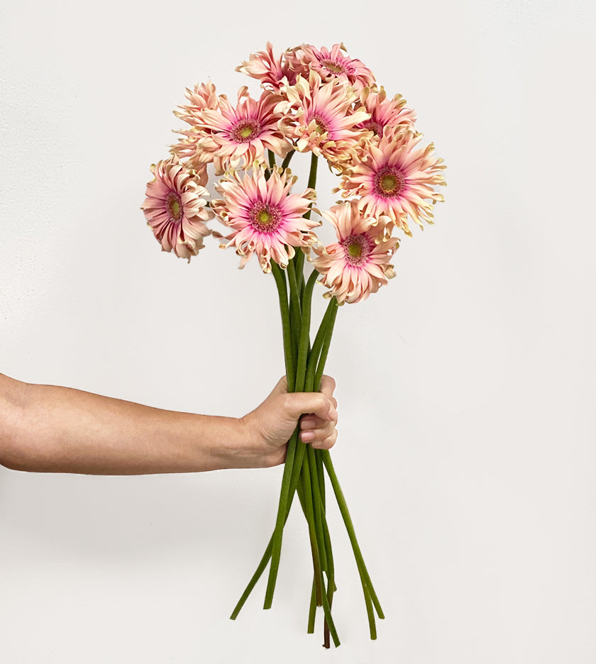 10 Gerbera Pasta Rosata Stems