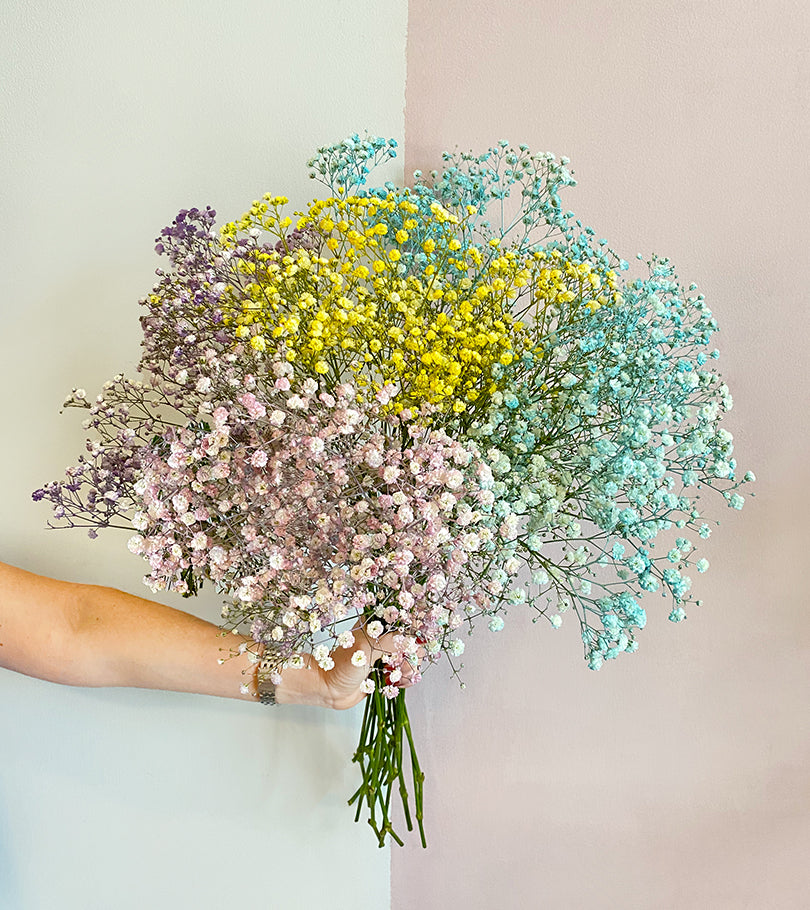 Mix Colored Gypsophila