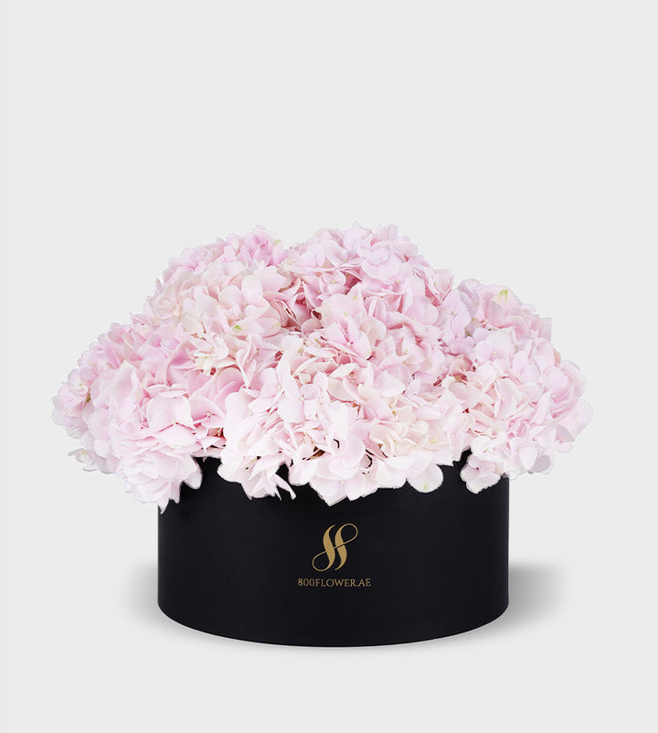 Pink Hydrangea Medium Round Box with 10-11 lush pink hydrangeas, radiating elegance, affection, and charming beauty.