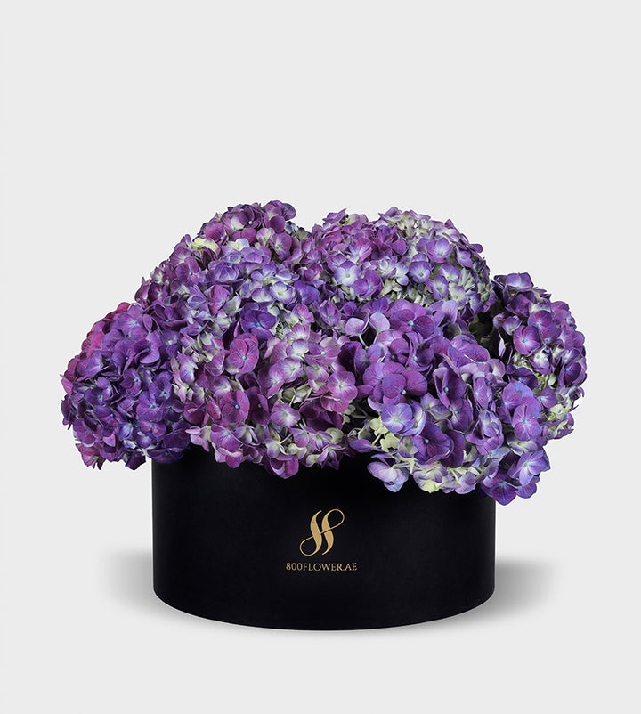 Purple Hydrangea Medium Round Box with 10-11 majestic purple hydrangeas, showcasing sophistication, elegance, and enchanting charm.
