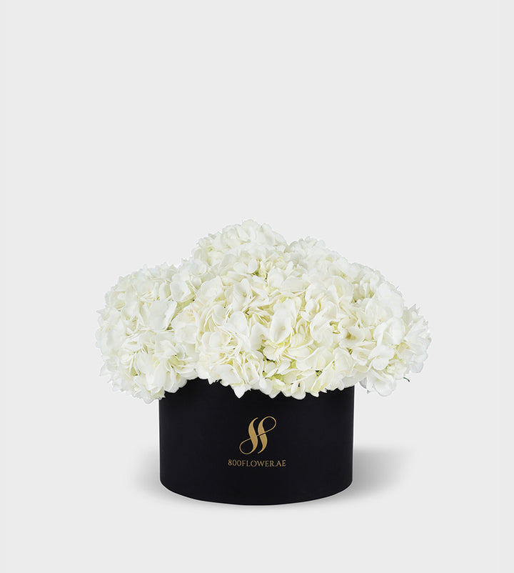 White Hydrangea Small Round Box with 5-6 pristine white hydrangeas arranged to convey purity, serenity, and timeless elegance.