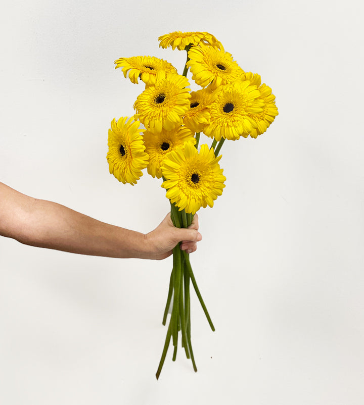 10 Gerbera Westrose Yellow Stems