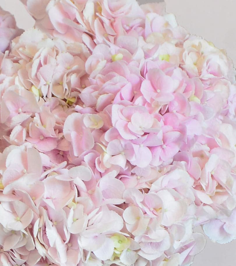 Grand Pink Hydrangea Bouquet