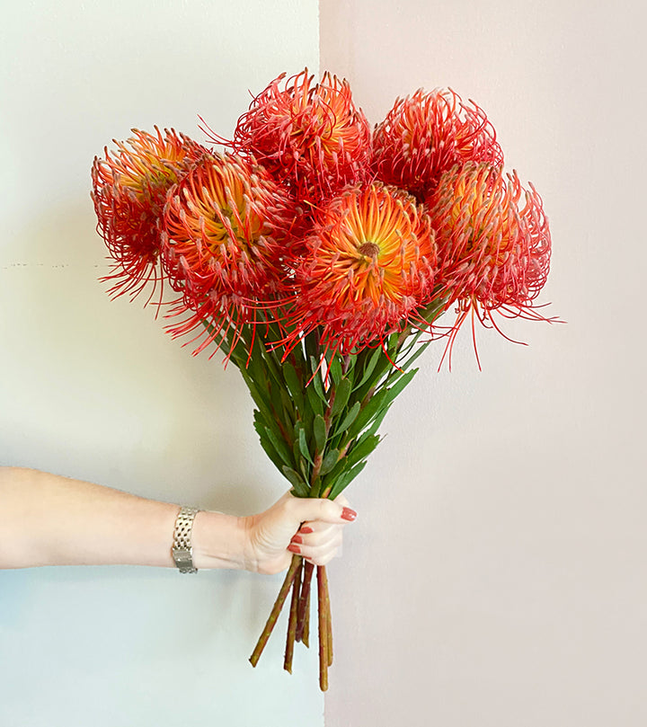 6 Leucospermum