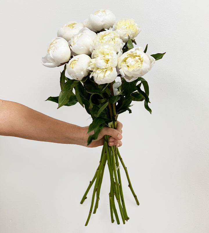 10 Peonies Duchess White Stems