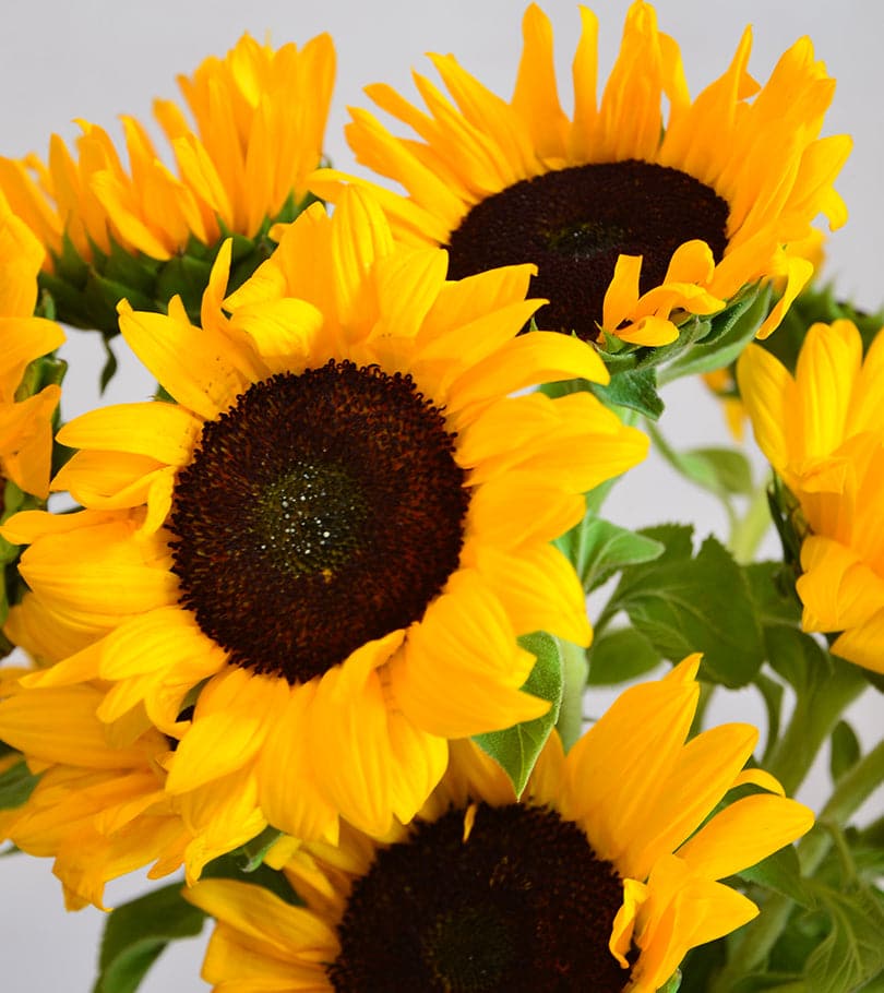 Just Because Flower Delivery Dubai