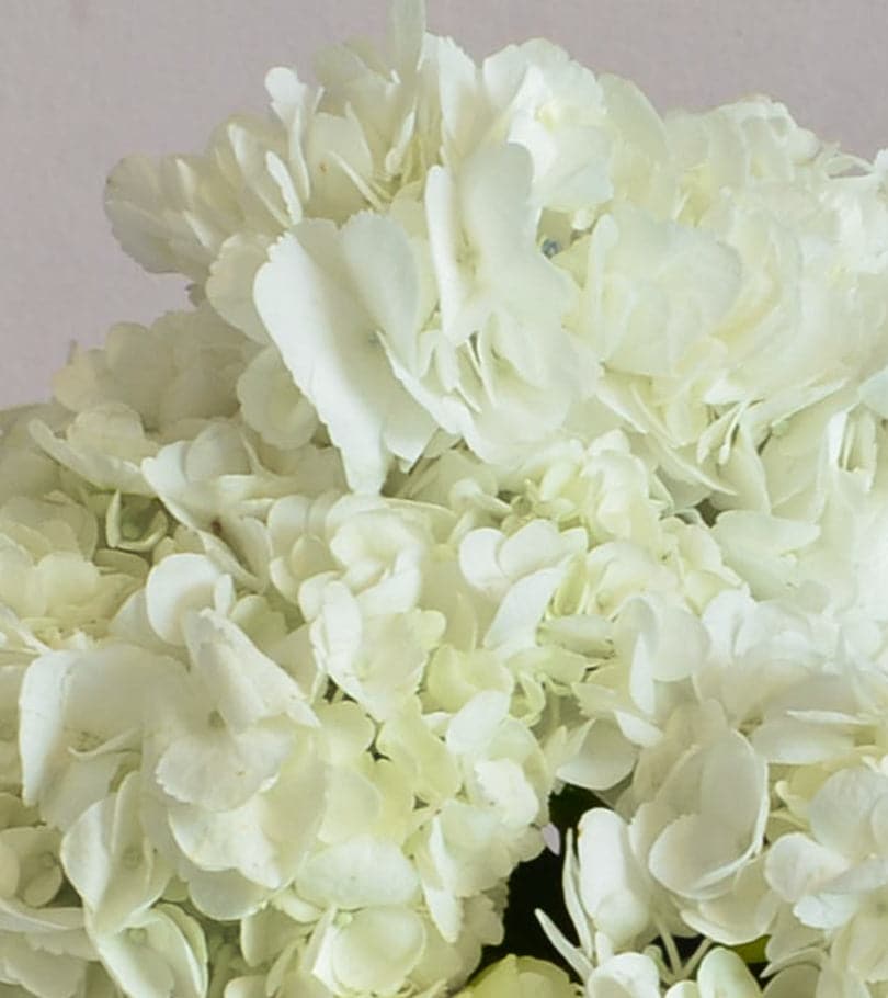 White Hydrangea Bouquet